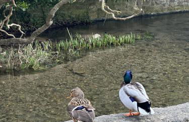 Detached property, beams, hot tub large garden - Photo 38