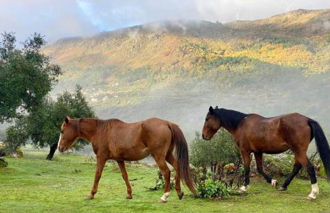 Special Farmstay, Faia-Guarda - Foto 54