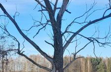 Leśniczówka Zielone Zakole - Foto 18