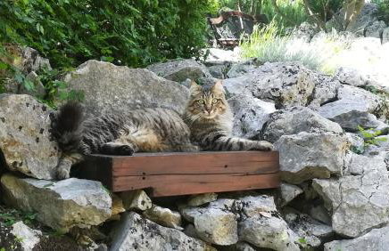 The Forest House Krk 1 - Photo 58