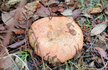 Apartamento Rural El Rinconcito - Foto 44