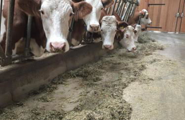 Forchnerhof Nature & Mountain View Apartments - Foto 53