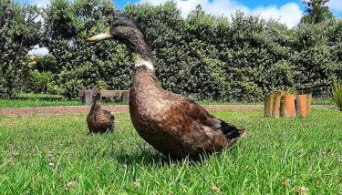 Quinta de São José - Foto 5, Garden, Garden view