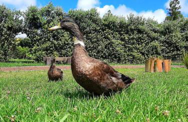 Quinta de São José - Foto 5