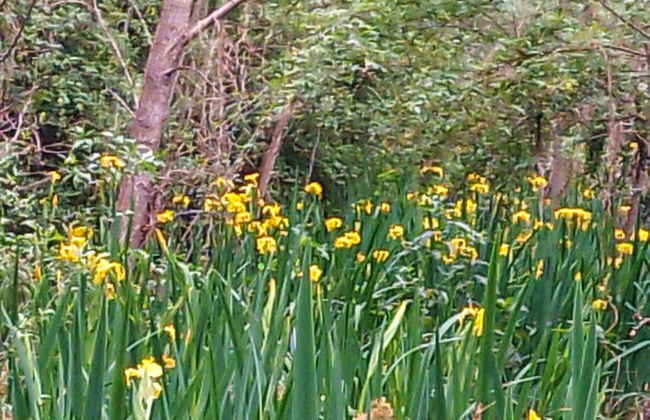 Cabaña del humedal - Foto 35