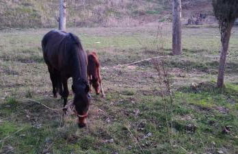 Esmeraldas Vivienda Rural - Foto 50