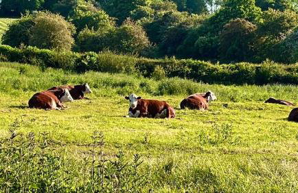 Bridle Cottage - Foto 17