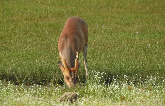 Wilpattu Tree House Hotel - Foto 63