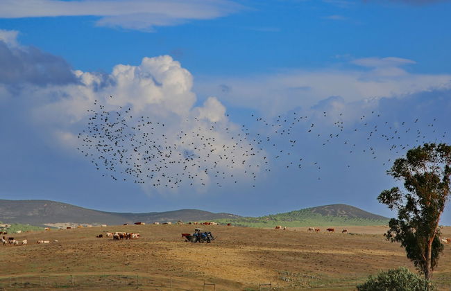 Herdade dos Castelejos - Foto 45