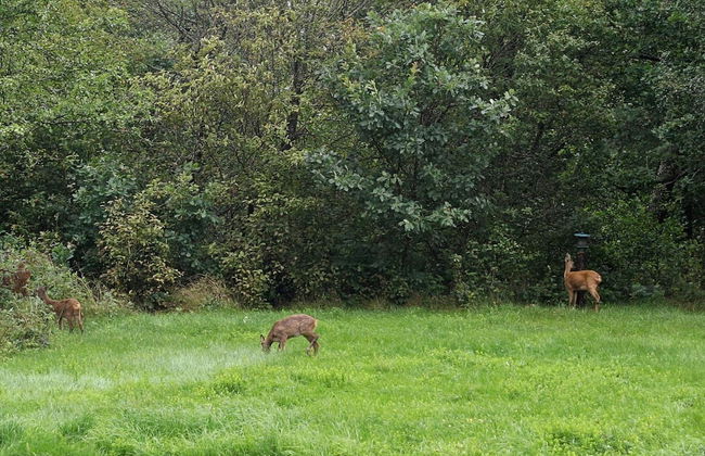 4 Person Holiday Home in Romelanda-by Traum - Foto 7