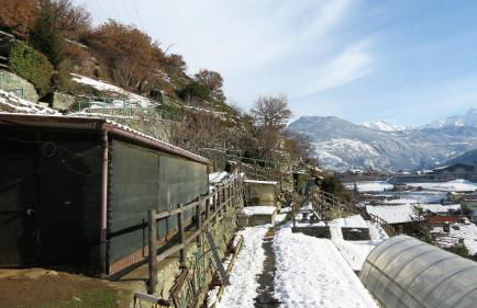 Lo Gnomo sotto al Glicine - Foto 22