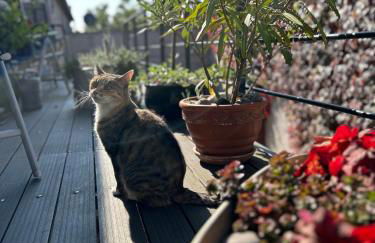 Schwalbenwohnung - Foto 22