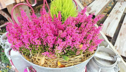 La roulotte de Jane - Foto 4