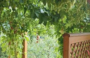 Apartment mit Gartenblick - Foto 33