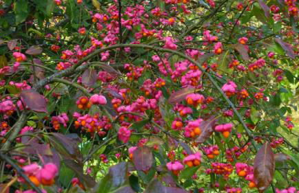 Millygite roulotte - 4 seasons Chalet-on-wheels - Foto 9