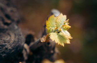 Milea Agritourism - Foto 85