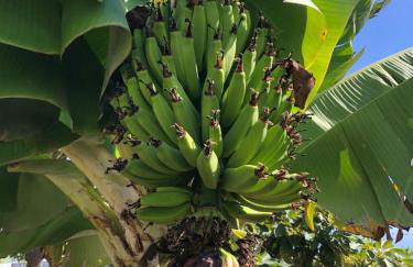 Krisant Gold Rural Luxury Privat Pool - Foto 54