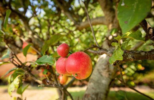 Secluded Rural Retreat Close to Beach - Sleeps 12 - Foto 106