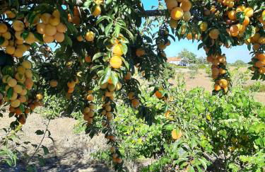 Monte da Casa Branca by Hi Alentejo - Foto 51