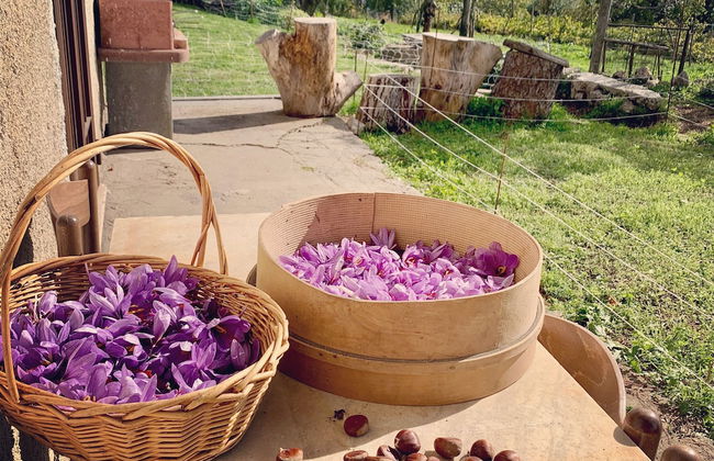 Tenuta Novecento Bio Agriturismo - Foto 67