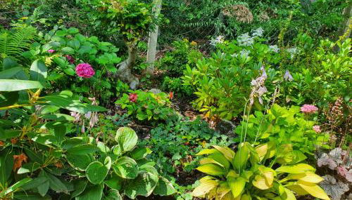 Waldhaus Harz, Natur pur mit Pool, Sauna und traumhaften Garten - Foto 4