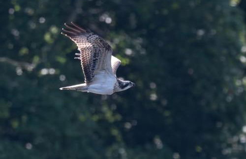 Lodge by the Lake - Lake District - Hot Tub - Foto 59