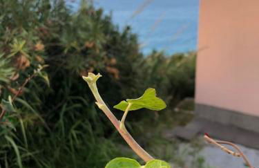 Appartamento per 2 persone con vista sulle Eolie Casa Spisidda "Lipari" - Foto 21