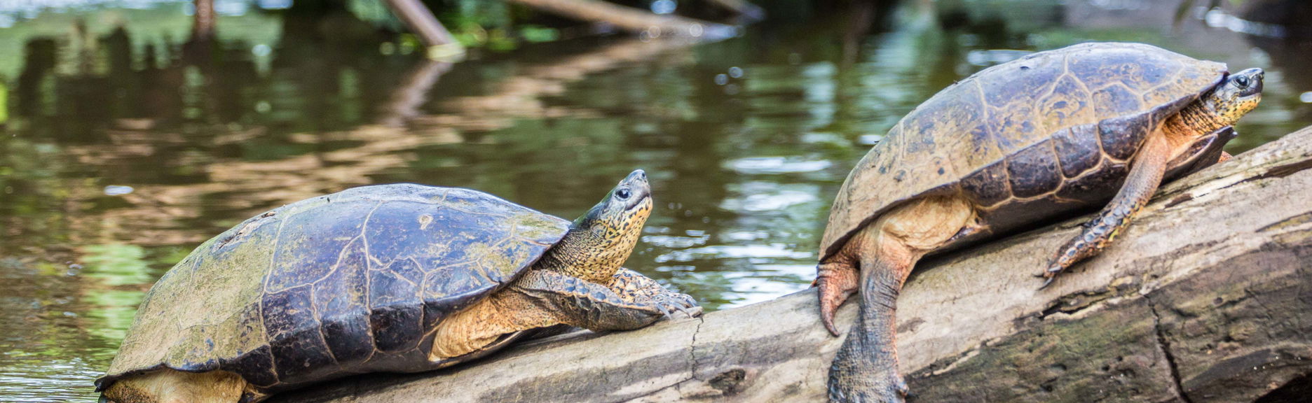 Excursión al Parque Nacional Tortuguero