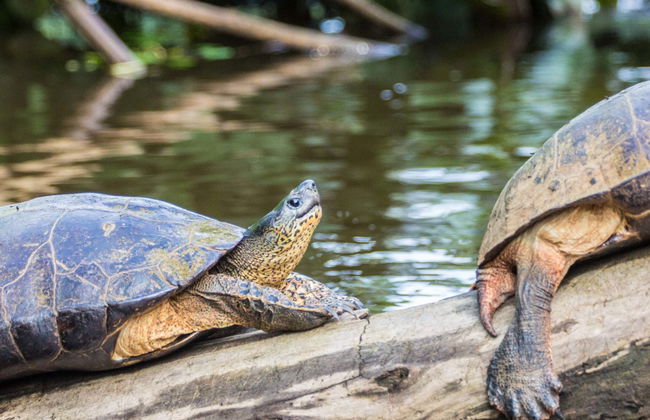 Excursão ao Parque Nacional Tortuguero - Foto 1