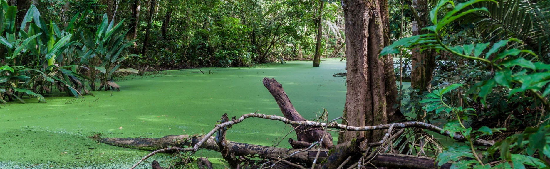 Parque Madidi e Pampas del Yacuma em 5 dias