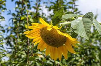 Porto Maia Garden - Foto 21