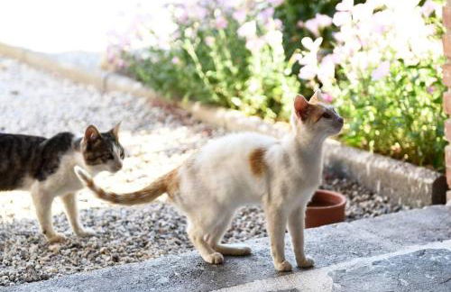 Countryside Loft - Inachos - Foto 7