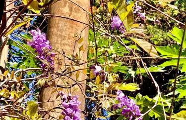 Chácara da Dinda - Photo 57