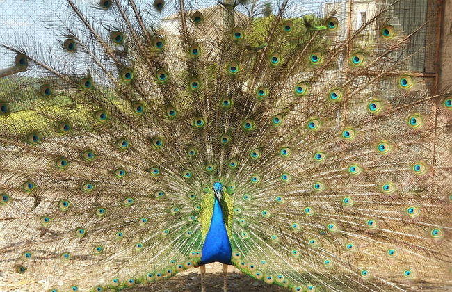 Cal Carulla - Foto 48