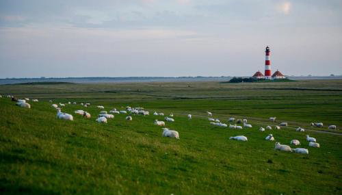 Schäferhof Dircks Fewo 2 - Foto 2