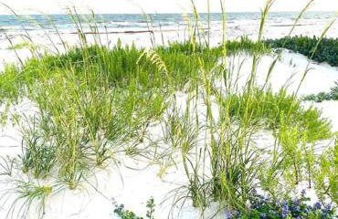 Pet Friendly Tranquil Cottage with Fire-Pit & Hot Tub Minutes to BEACHES - Foto 44