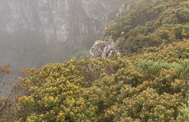 Trilha dos Xaxins - Foto 1
