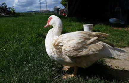 Country Rooms & Suite La Quercia - Foto 24