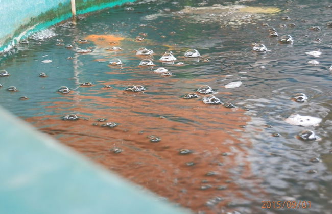 Sandy Serviced Apartment - Foto 66