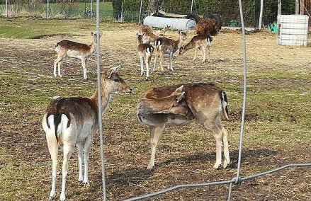 Mała Chorwacja - Foto 54