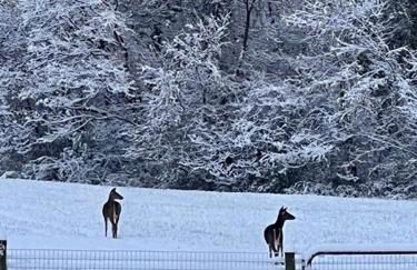 Wandering Whitetail Estate - Indiana Dunes - Valpo U - Pet Friendly - Foto 38