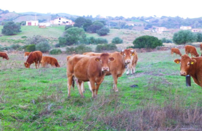 Comino Alto Agriturismo e Appartamenti - Photo 51