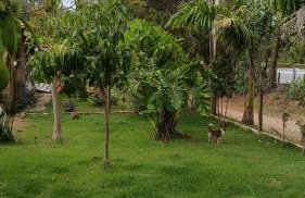 Chácara do Sossego - Foto 5