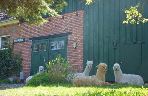 Alpakatherapie und Ferienhof Charlottenthal - Foto 2