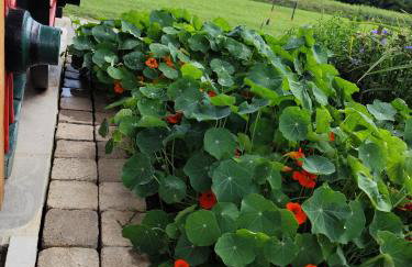 Zeleni raj - Foto 16