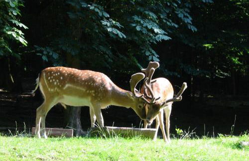 Attraktive Ferienwohnung in 35606 Solms, Wellness exklusiv im benachbarten Braunfels - Foto 34