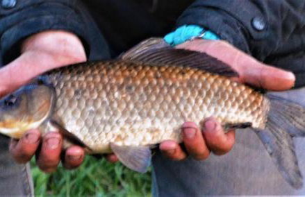 Gospodarstwo Agroturystyczne Dworek Andrzejówka - Foto 43