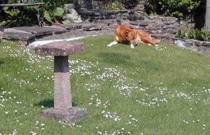 Steppes Farm Cottages - Foto 43