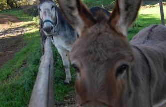 Bio Agriturismo Aia del Tufo - Foto 22