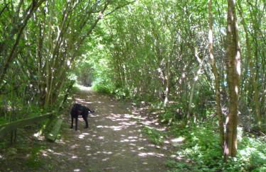 Wolfs Ferienhaus - Natürlich Eifel - Foto 31